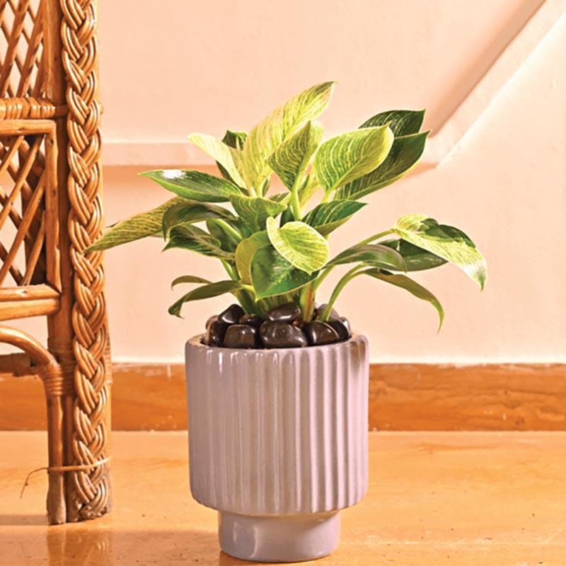 Ugaoo Dark Affinity Gray Ceramic Pot- Small media 3