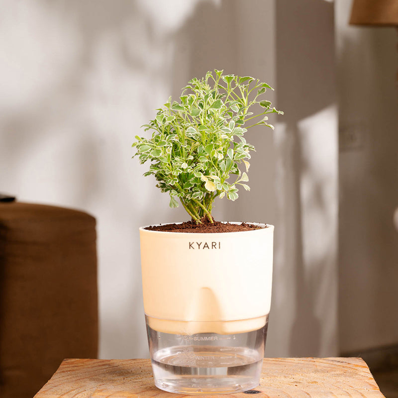 Kyari Variegated Aralia Plant With Self Watering Pot (Ivory) - 18 cm