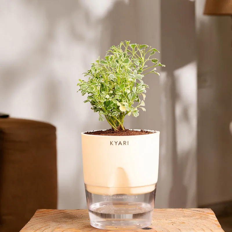 Kyari Variegated Aralia Plant With Self Watering Pot (Ivory) - 18 cm media 1
