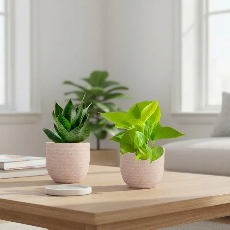 Greenkin Money Plant Golden & Snake Live Plants (Ivory) - Set Of Two media 1