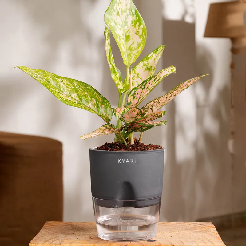Kyari Agalonema Snow Plant With Self Watering Pot (Grey) - 18 cm media 1