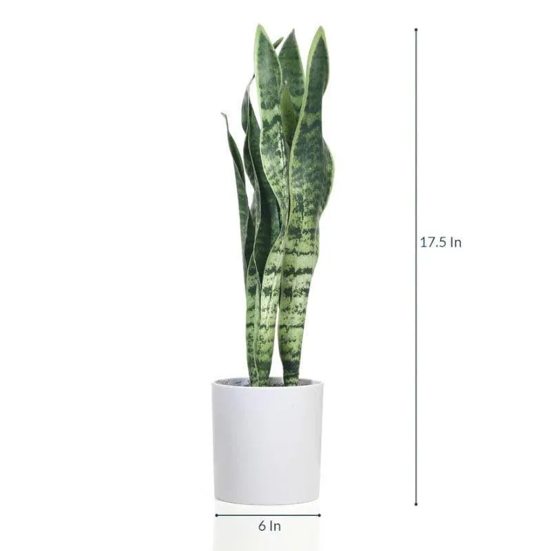 Faux Snake Plant Bonsai (45 cms) - Dark Green media 4