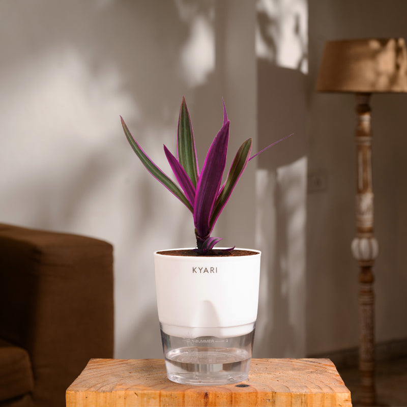 Kyari Rhoeo Tricolor Plant With Self Watering Pot - White media 7
