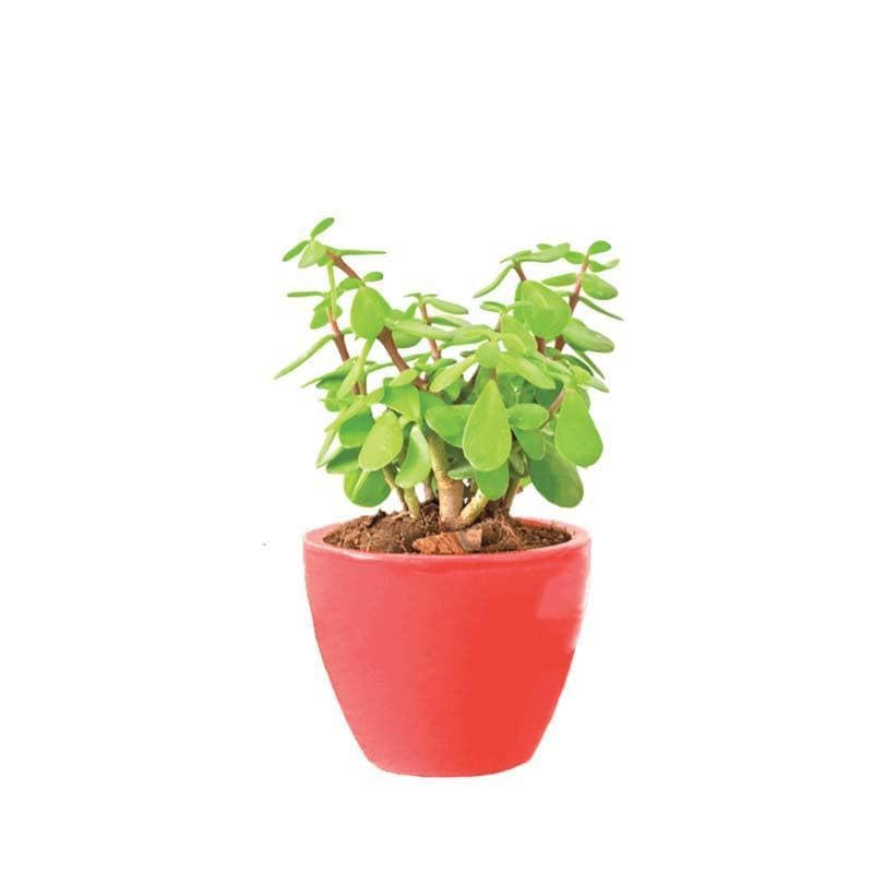 Ugaoo Apple Red Ceramic Pot- Small media 3