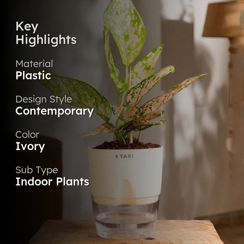 Kyari Agalonema Snow Plant With Self Watering Pot (Ivory) - 18 cm media 2
