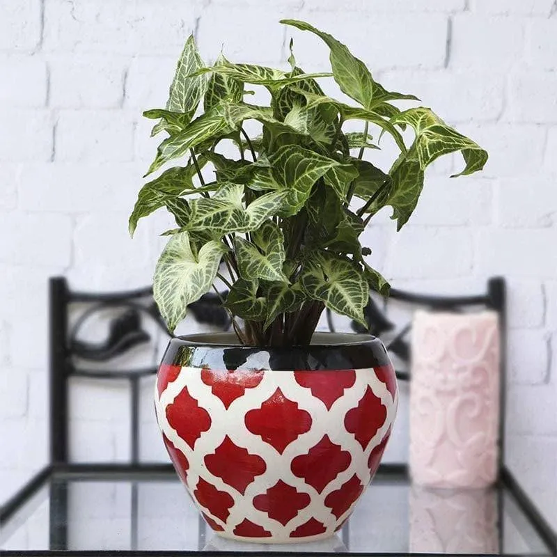 Ugaoo Apple Rose Ceramic Pot (15 CM) - Red media 3