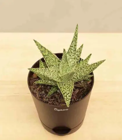 Live Plants