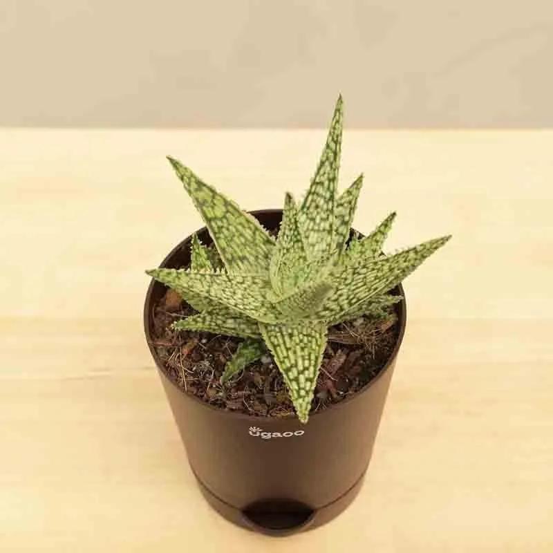 Ugaoo Aloe Blizzard Plant media 1