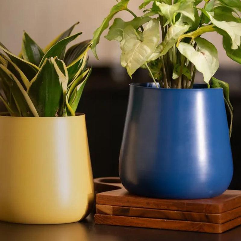 Kyari Abelard Lucky Jade Plant With Blue Metal Pot media 4