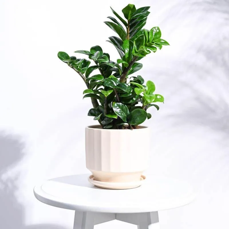 Lexie Ceramic Planter - Ivory media 3