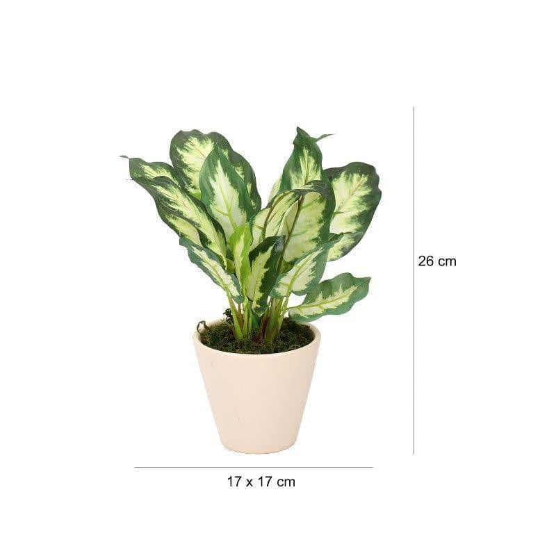 Faux Dieffenbachia Bonsai In Ceramic Pot (26 cms) - White Green media 4