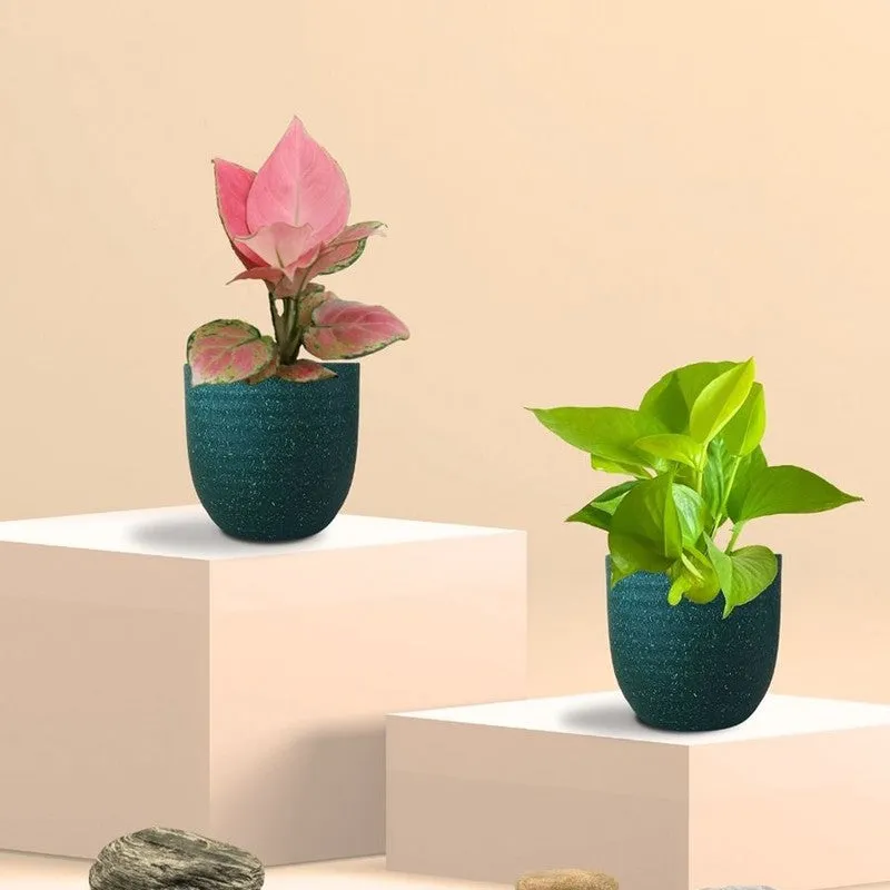 Greenkin Aglaonema Pink & Golden Pothos Live Plants (Green) - Set Of Two media 3