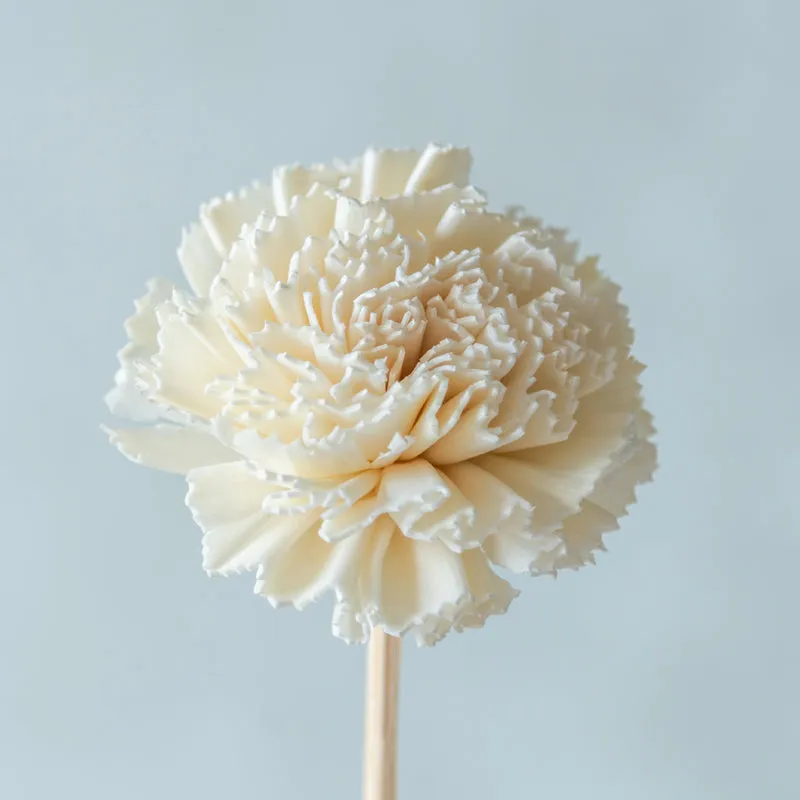 Close-up of a white carnation-style sola flower on a stick