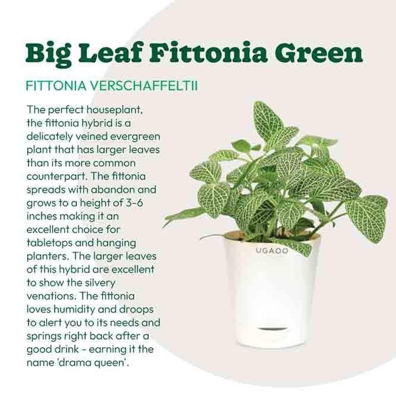 Ugaoo Big Leaf Fittonia Plant media 3