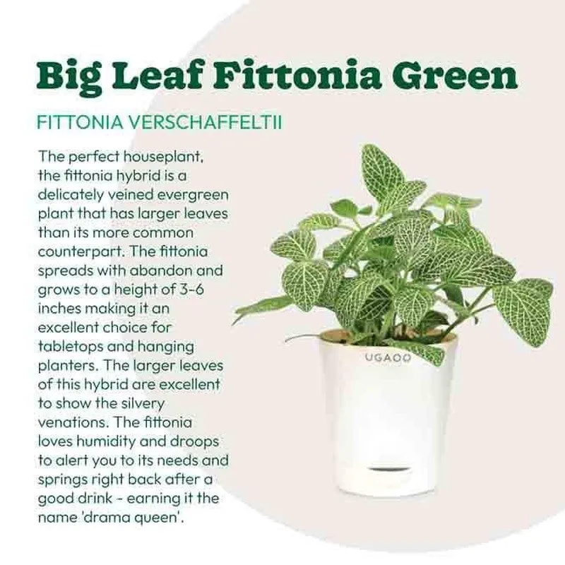 Ugaoo Big Leaf Fittonia Plant media 3