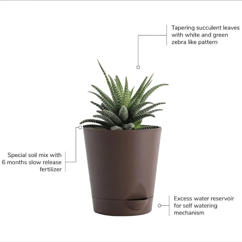 Ugaoo Succulent Plants Live With Pot - Set Of Four media 5