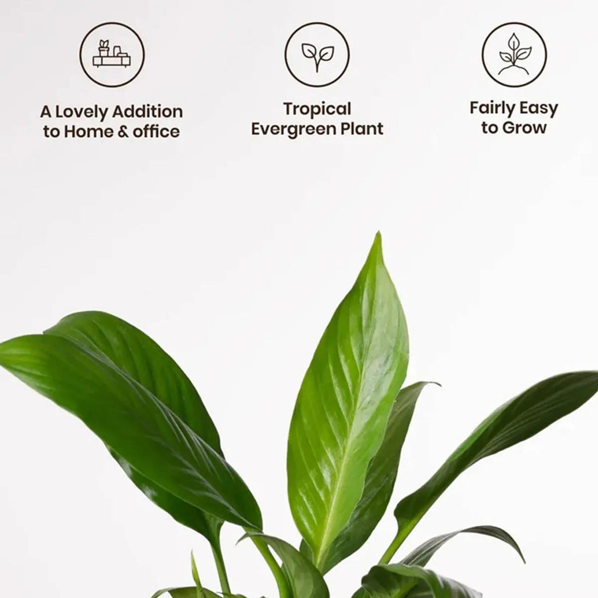 Close-up of the Peace Lily's fresh green leaves against a light background.