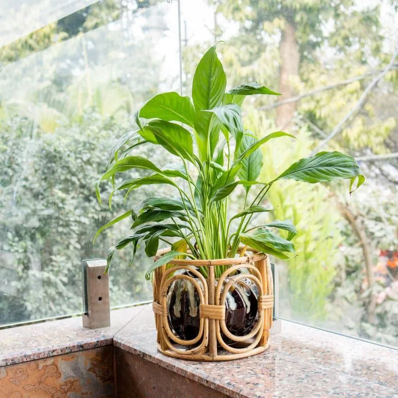 Sawyer Natural Fibre Planter media 3
