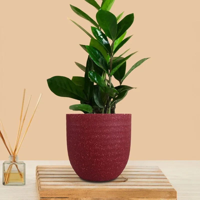 Greenkin Zamia ZZ Live Plant - Red media 3