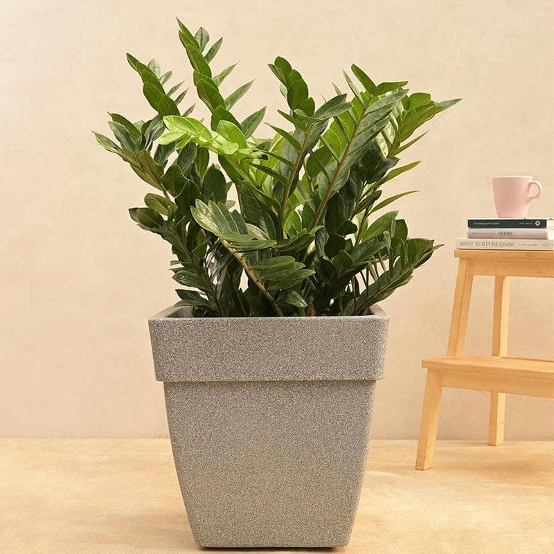 Ugaoo Barca Square Large Planter - Grey media 3