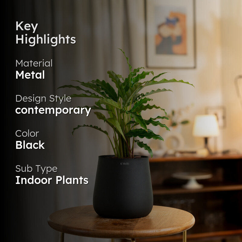 Kyari Calathea Rufibarba With Metal Self Watering Pot - Black media 2