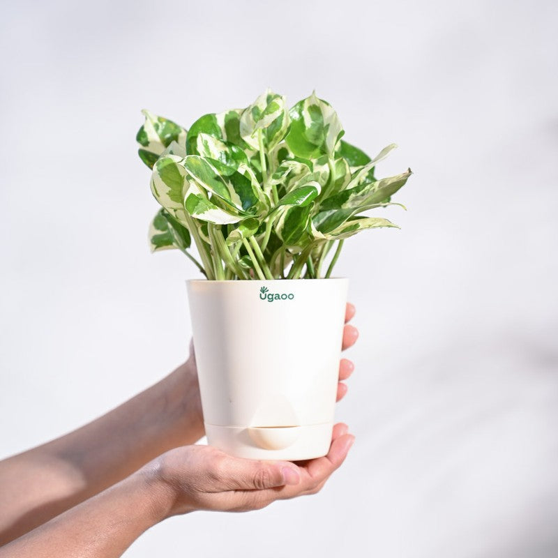 Ugaoo Money Plant N'Joy media 5