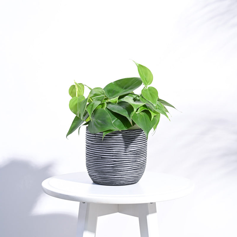 UGAOO Planter Ball Rib - Black media 3