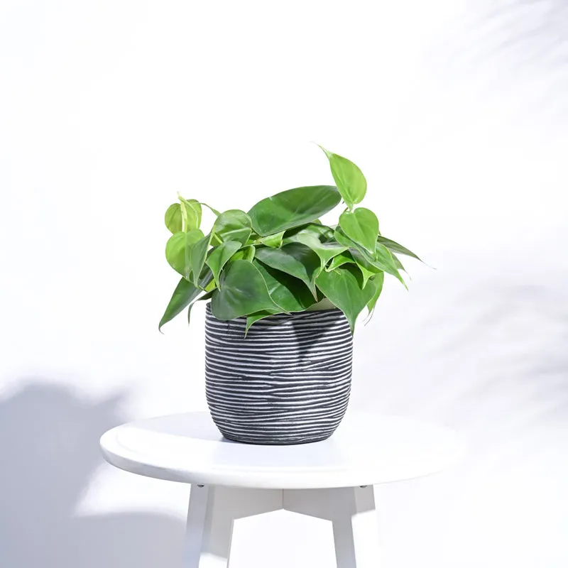 UGAOO Planter Ball Rib - Black media 3