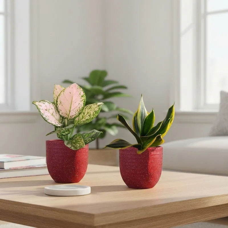 Greenkin Aglaonema Wishes & Golden Snake Live Plants (Red) - Set Of Two media 1