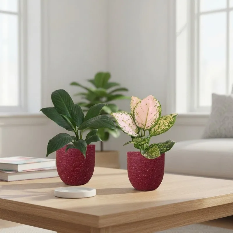 Greenkin Aglaonema Wishes & Lily Live Plants (Red) - Set Of Two media 1