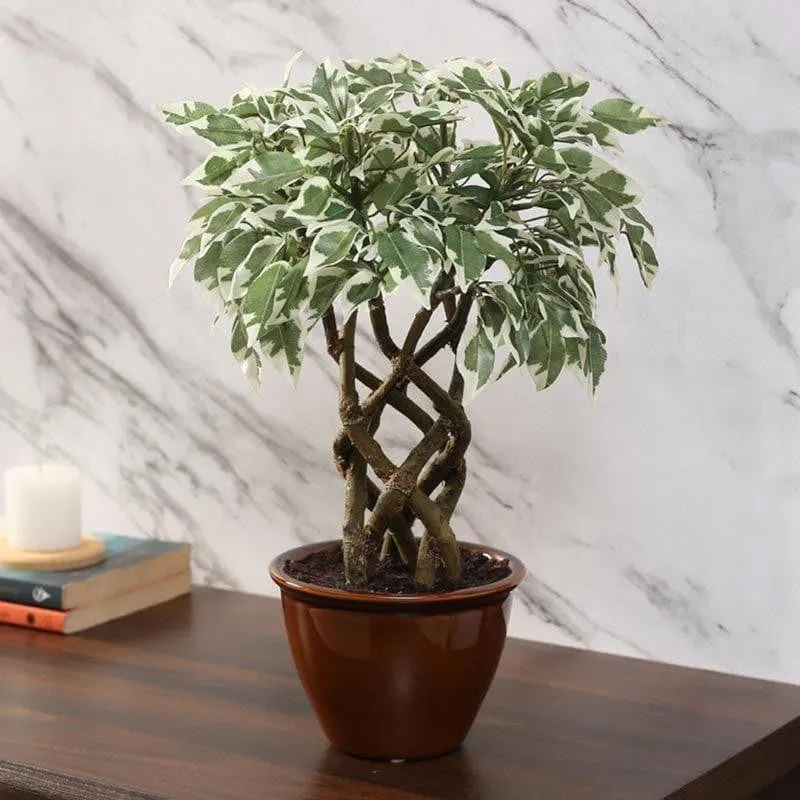 Faux Creeper Ficus Bonsai (41 cms) - Green & White media 1