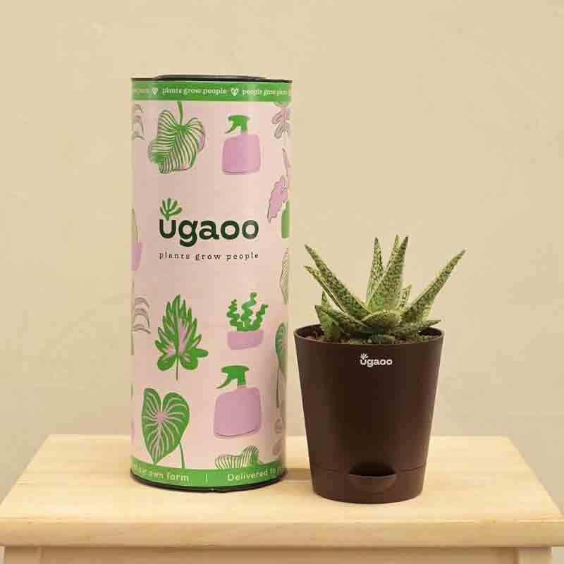 Ugaoo Aloe Blizzard Plant media 7