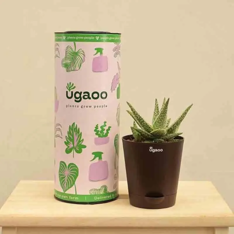 Ugaoo Aloe Blizzard Plant media 7