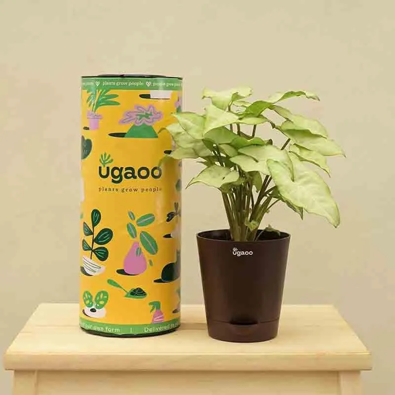 Ugaoo Syngonium White Butterfly Plant media 6