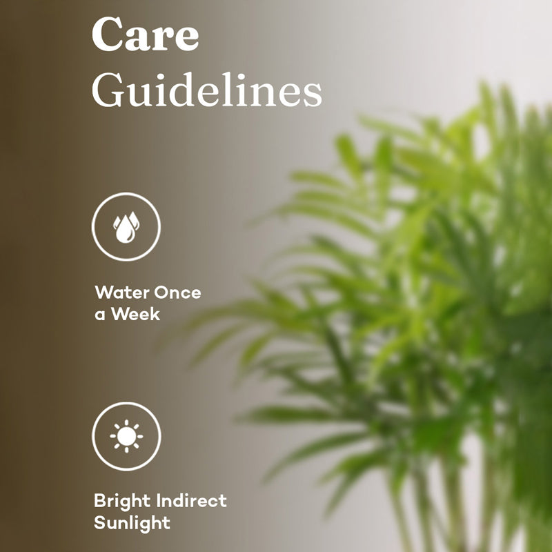 Kyari Chamaedorea Palm With Self Watering Pot (Grey) - 18 cm media 5