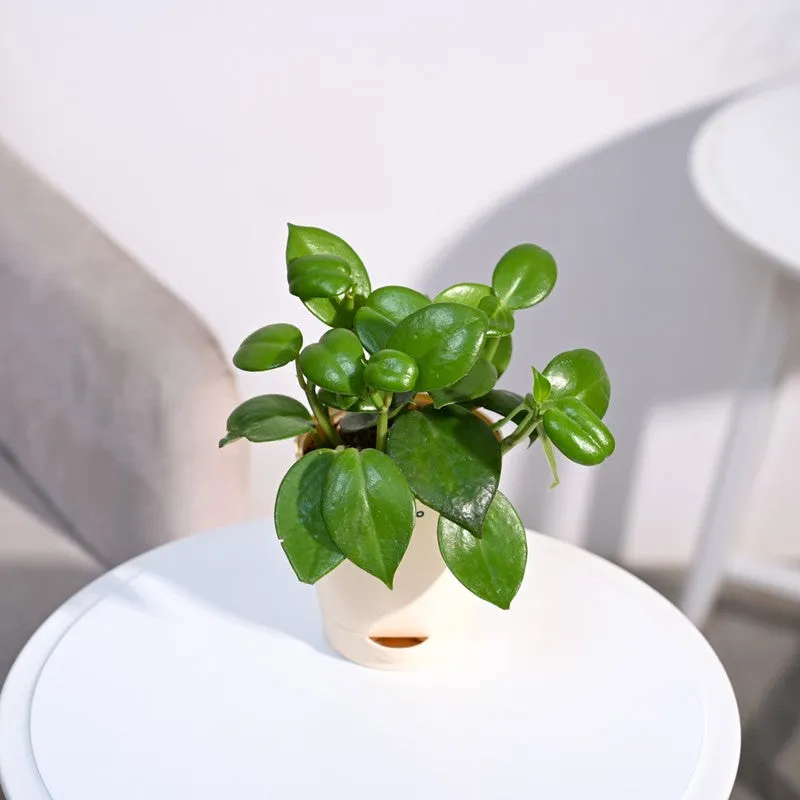 Ugaoo Peperomia Green Creeper Plant media 5