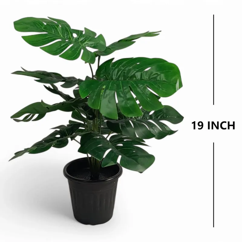 ClayVine Artificial Mostera Plant - 1.5 Feet media 6