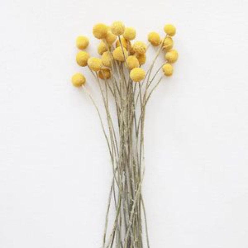 Naturally Dried Billy Ball And Eucalyptus Flower Bunch - Set Of Fifteen media 4