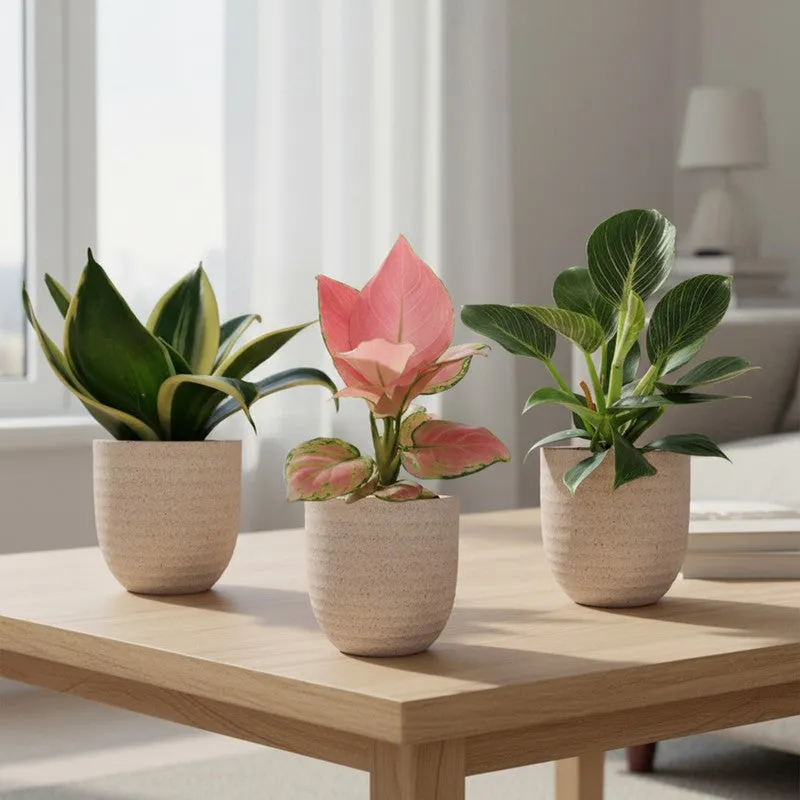 Greenkin Living Room Indoor Live Plants - Set Of Three media 1