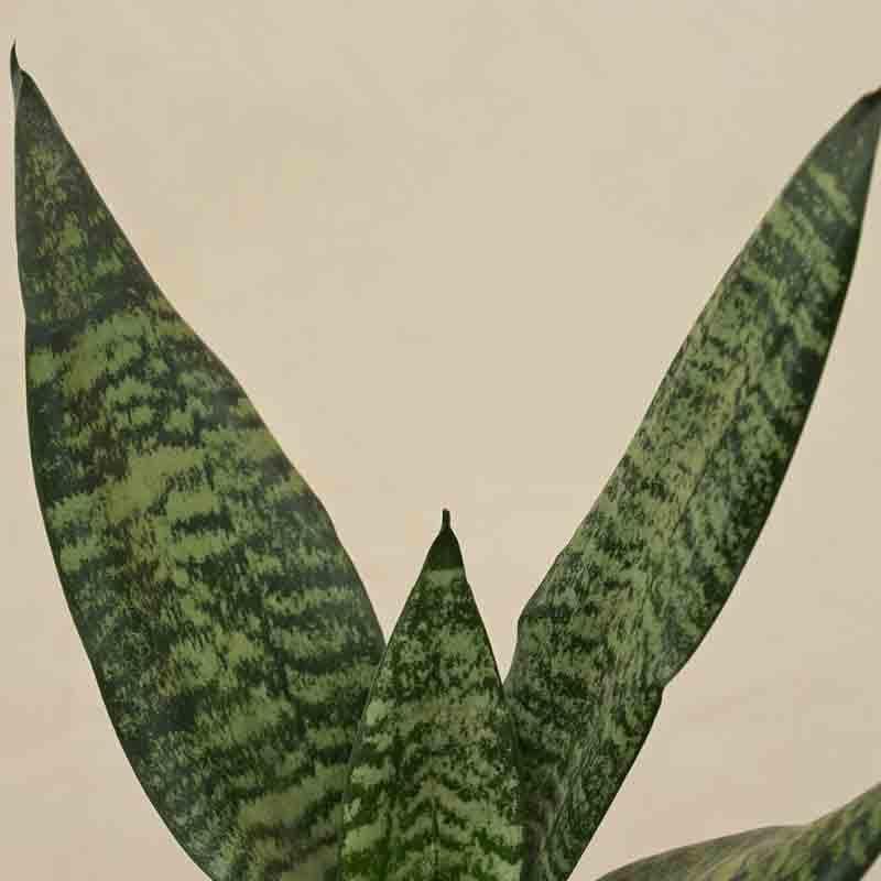 Ugaoo Sansevieria Superba Green - Snake Plant media 3