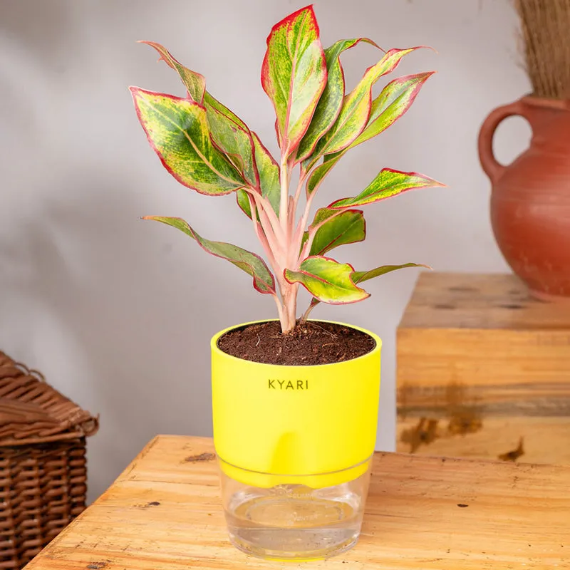 Kyari Aglonema Lipstick With Self Watering Pot - Green media 3