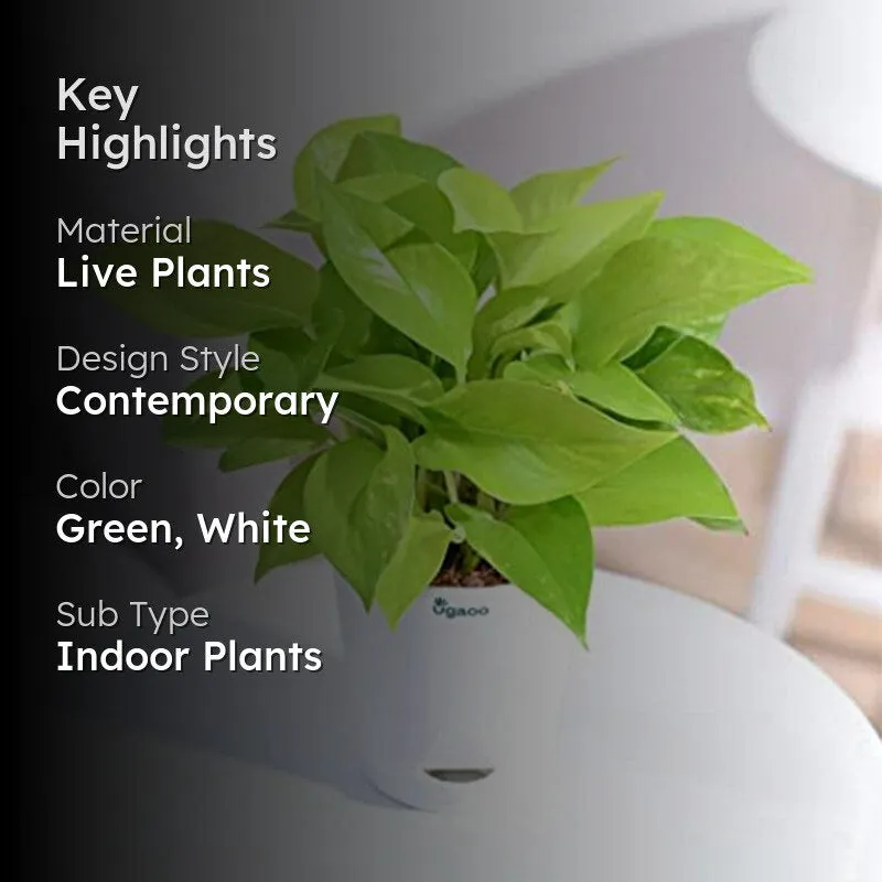 Ugaoo Money Plant With Self Watering Flower Pot media 2