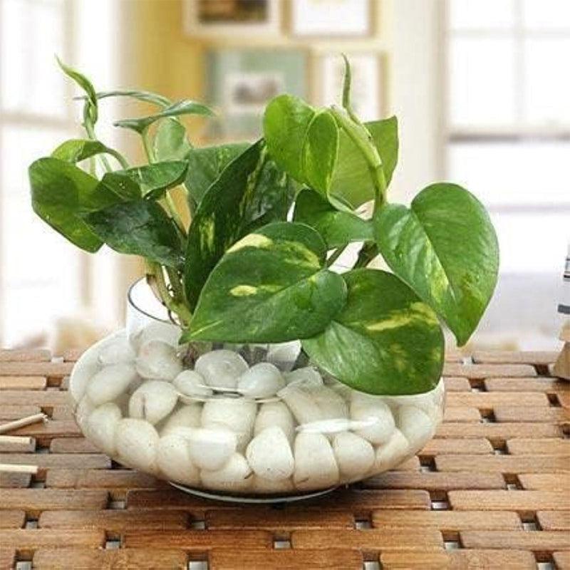 Atria Glass Pot media 2