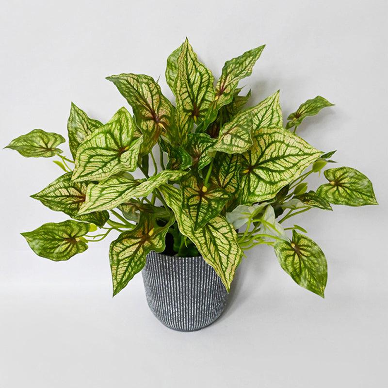 Caladia Artificial Caladium Plant With Black Plastic Pot - 40 cm media 5