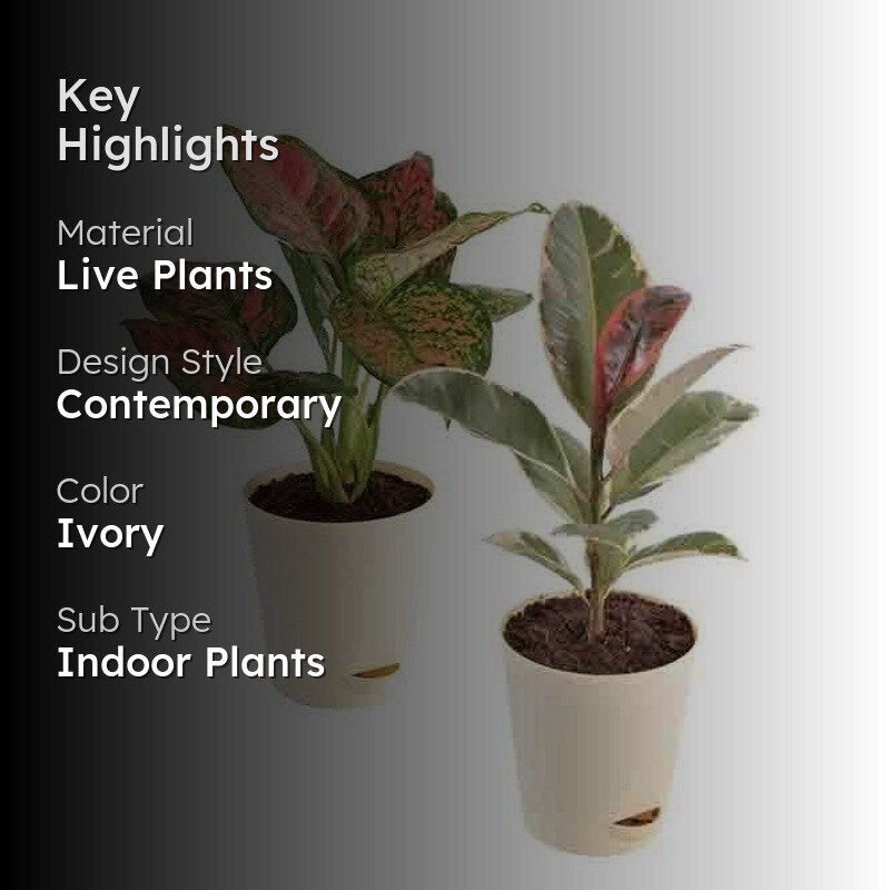 Ugaoo Air Purifying Plant Bundle - Rubber Variegated and Aglaonema Pink media 2