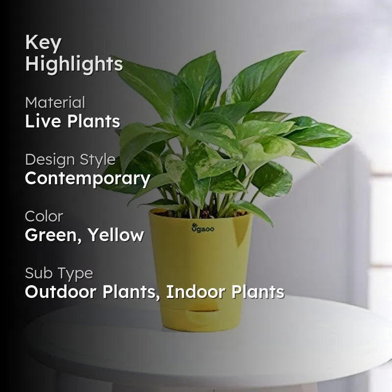 Ugaoo Money Plant Variegated media 2