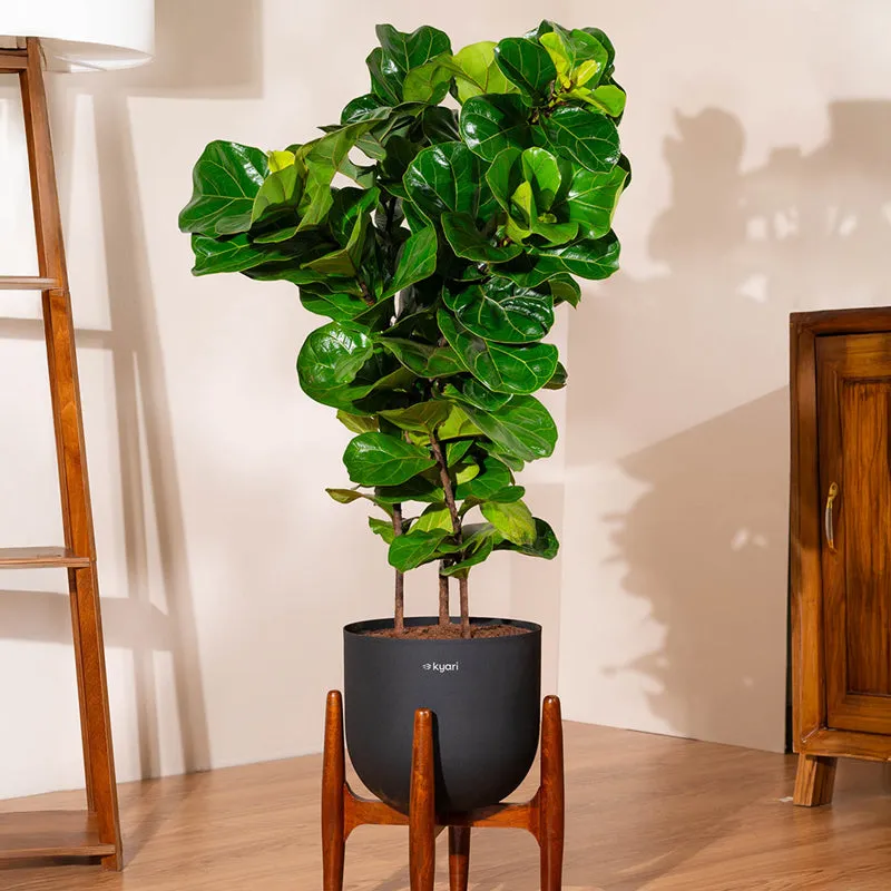 Kyari Bambino Plant With Metal Self Watering Pot (Black) - 2.4 Feet media 1