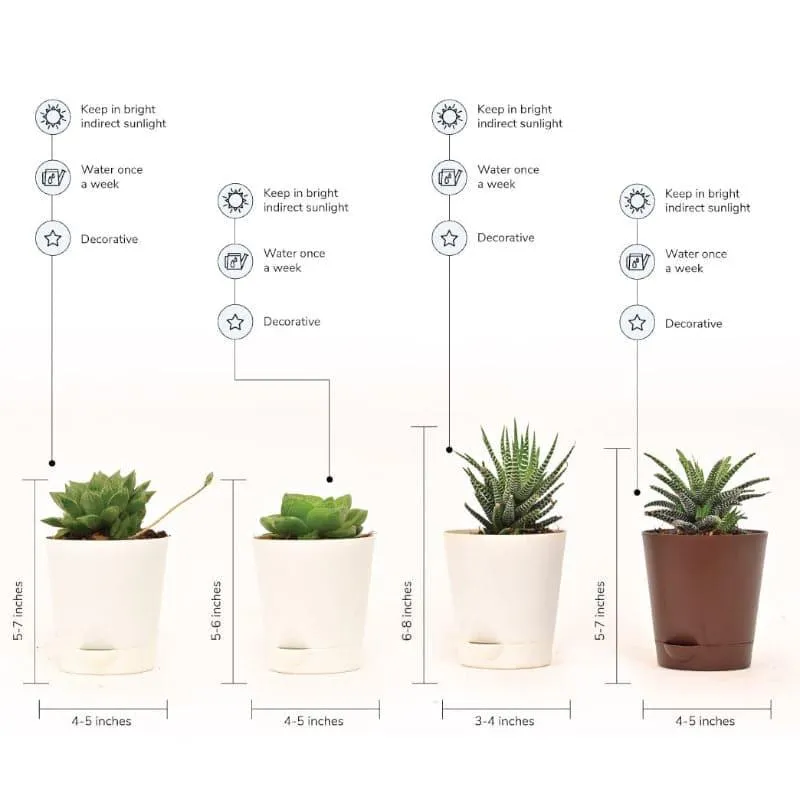 Ugaoo Succulent Plants With Pot - Set Of Four - 4