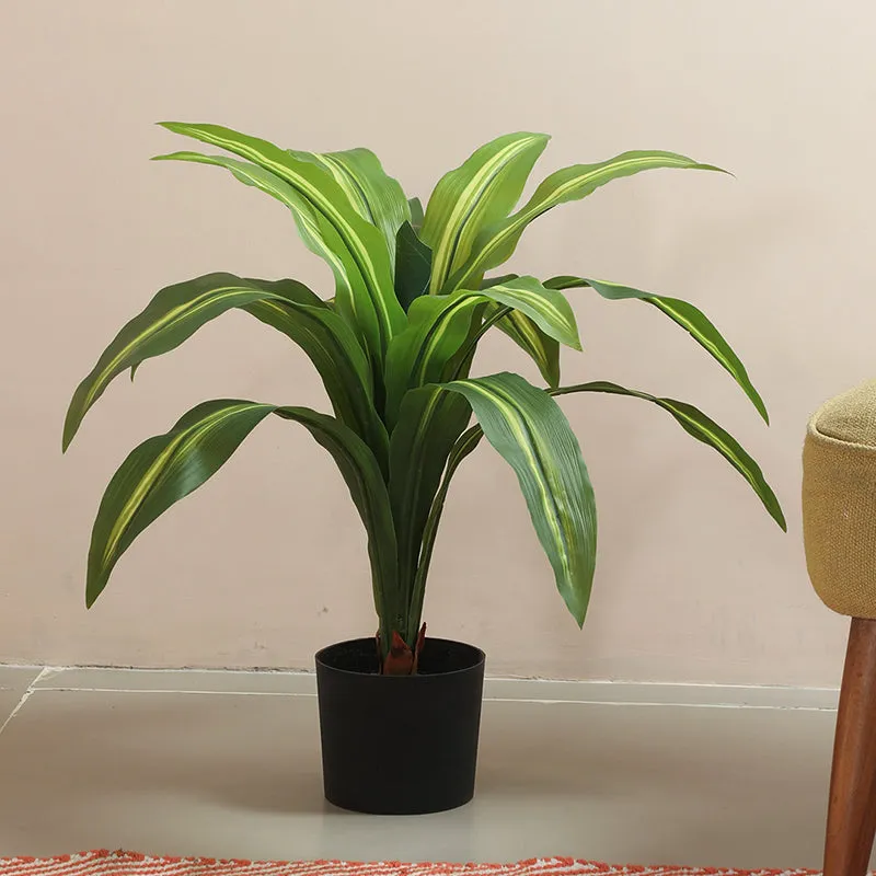 Edoras Artificial Dracaena Plant With Black Plastic Pot - 2.5 Feet media 3