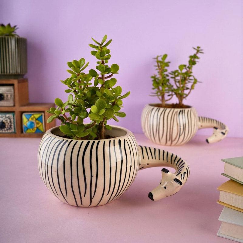 Zebra Zola Planter media 3